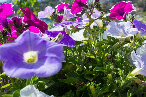 Rental Properties in Fairhope, Tonsmeire Properties