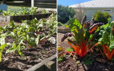 Tonsmeire Community Gardens